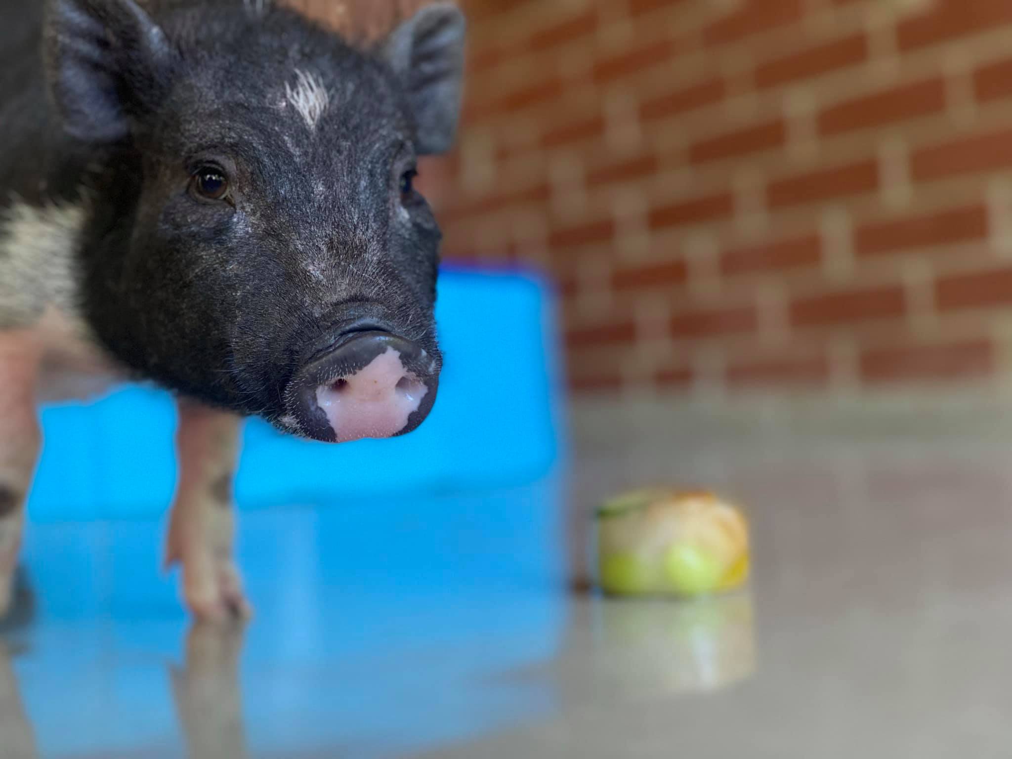 Ungewöhnlicher Neuzugang im Hundehaus