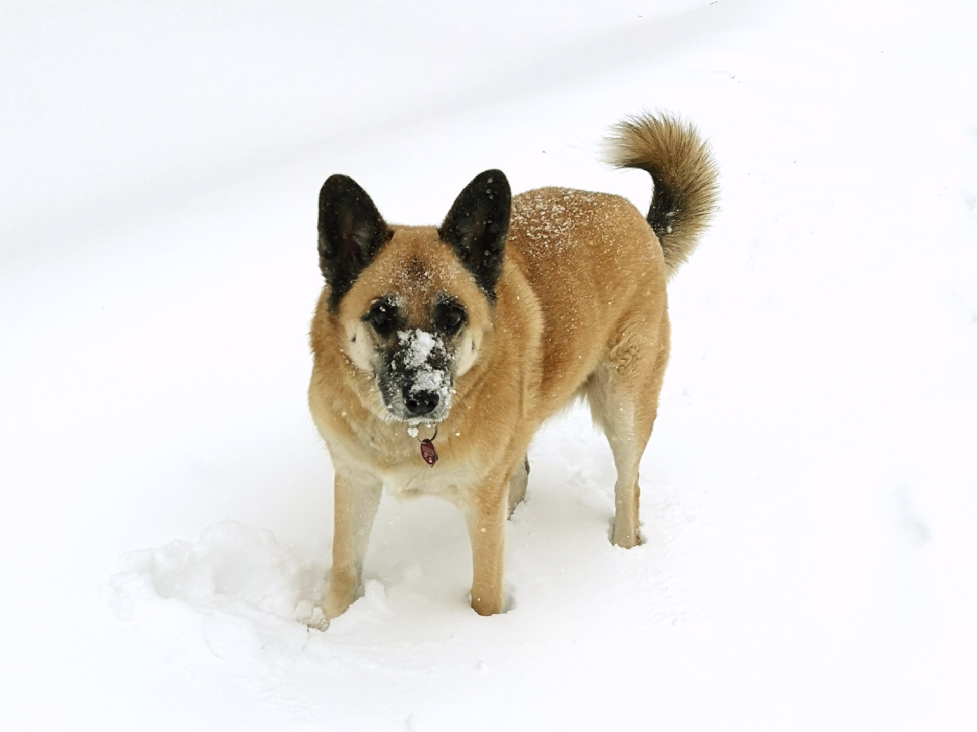 Unsere Tiere im Winter