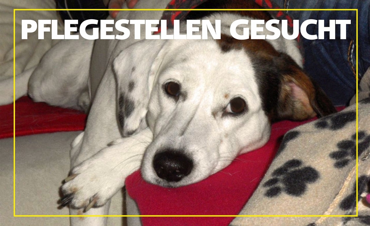 Pflegestellen gesucht